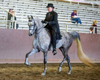 Class 19 - HA/AA Country English Pl Limit Horses