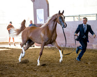 Class 203 Arabian Filly - 2 Year Old