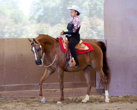 Class 63 Arabian Western Pl Walk/Jog JTR