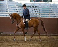 Class 70 Arabian Hunter Pleasure - Mares & Stallions