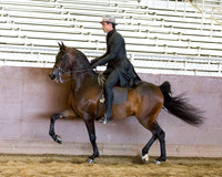 Class 23 - Arabian Country English Pl Jr Horses