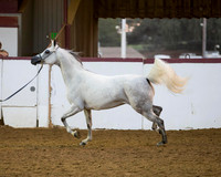 Class 293 Arabian Mare BreedingChampionship - 3 Yrs & Over