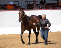 Class 10 - HA Fillies/Mares 2 & Over