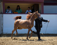 Class 210 Arabian Filly Breeders Sweepstakes - Yearling