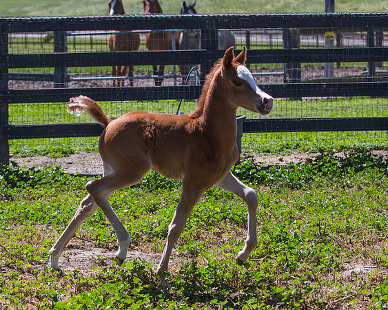 ChFilly_042016_337