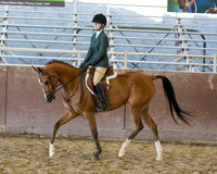 Class 79 - Arabian Hunter Pl Championship