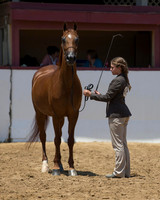 Class 23B Youth Showmanship