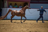 Class 203 HA Mare Breeding Championship - 2 Yrs & Over