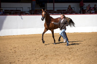 Class 181 Arabian Fillies/Mares ATH 2 Yrs/Over