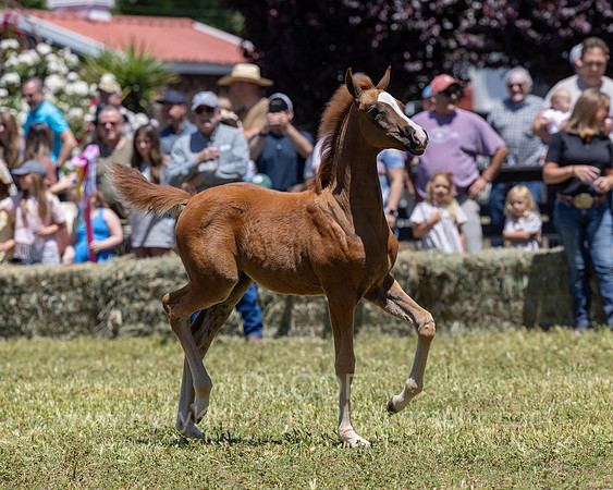 ShermanRanch0524_0400