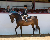 Class 80 A/HA/AA Walk-Trot Hunter/Saddleseat/ Eq - 10 & Under