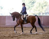 Class 75 Arabian Hunter Pleasure - Geldings