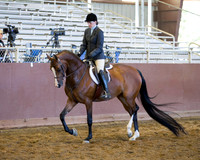 Class 16 Arabian Hunter Pleasure - AATR Choice/Elite