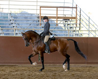 Class 165 Arabian Hunter Pleasure - Ladies to Ride