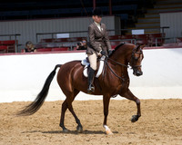Class 270 Arabian Hunter - JTR Choice/Elite