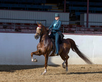 Class 120 HA Country English Pl - Mares & Geldings