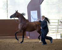 Class 208 Arabian Mare - 3 Year Olds