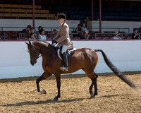 Class 40 Arabian Hunter Pl - Maiden Horse