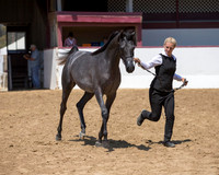 Class 18 - Arabian Jr Colt Championship