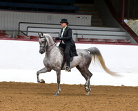 Class 233 HA Country English Pl - Jr Horse 5 & Under