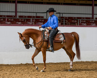 Class 67 Arabian Western Pl - Maiden Horse