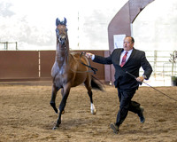 Class 210 Arabian Stallion - 3 Years Old