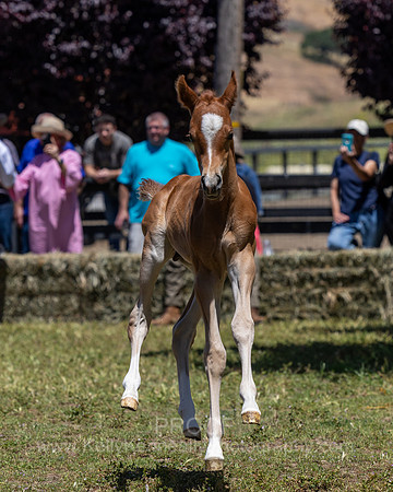 ShermanRanch0524_3709