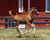 ShermanRanch0524_0186