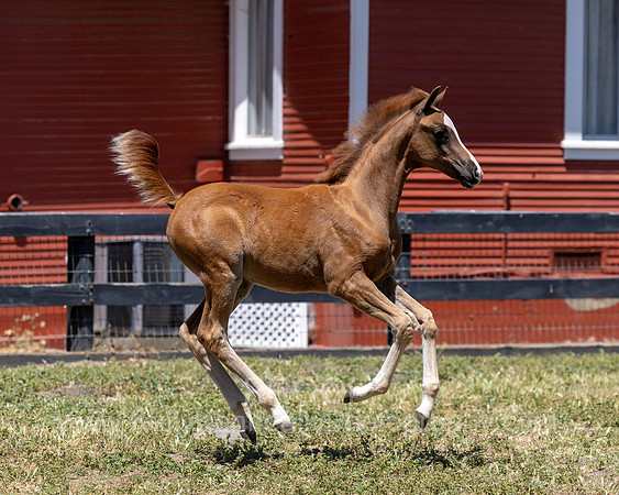 ShermanRanch0524_0186
