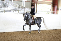 Class 16 Arabian Hunter Pleasure - Limit Horses