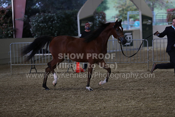 AHANC21_Wed_1158
