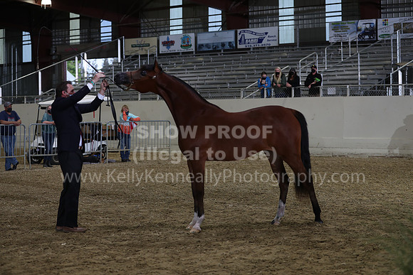 AHANC21_Wed_1177