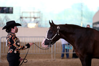 Class 50 - 54 Arabian Performance Halter