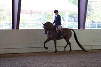 Class 80 Arabian Hunter Pleasure - AAOTR 19 thru 39