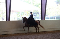 Class 83 Arabian Ladies Side Saddle Horses - Open