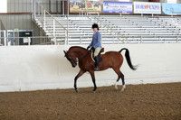 Class 100 Arabian Hunter Pleasure Championship - Junior Horse