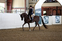 Class 104 Arabian Hunter Pleasure - JTR 14 thru 18