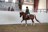Class 156 Arabian Hunter Pleasure Championship AOTR