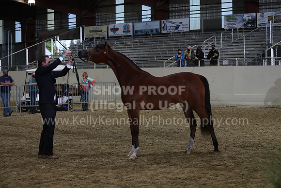 AHANC21_Wed_1177