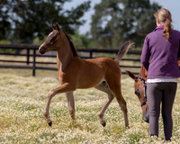ShermanFoals2017_1_2261