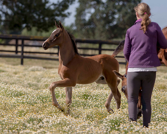 ShermanFoals2017_1_2260
