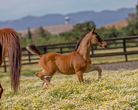 ShermanFoals2017_1_2254