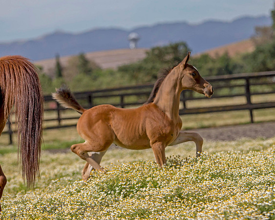 ShermanFoals2017_1_2254
