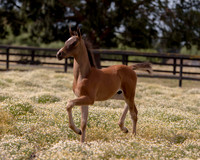 ShermanFoals2017_1_2264