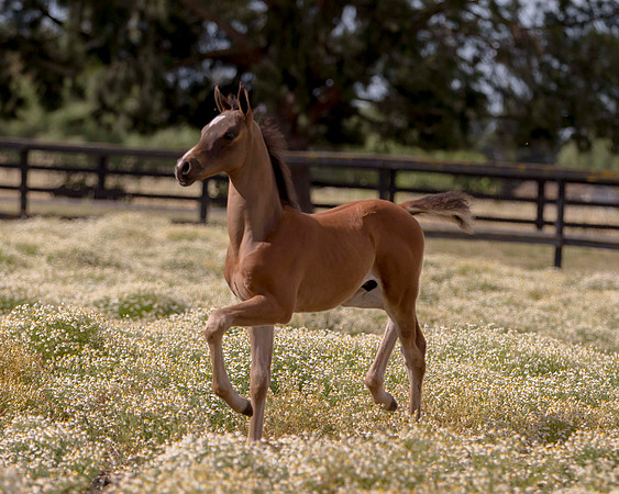 ShermanFoals2017_1_2264