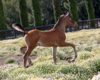 ShermanFoals2017_1_2228