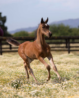 ShermanFoals2017_1_2288