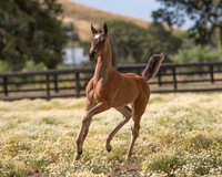 Sherman Foal 1