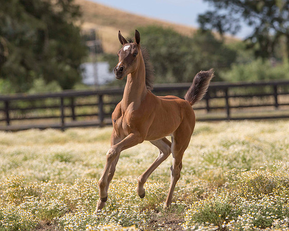 ShermanFoals2017_1_2302