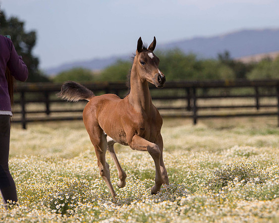 ShermanFoals2017_1_2289